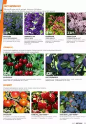 Gazetka promocyjna Obi - Prospekte - Gazetka - ważna od 15.05 do 15.05.2022 - strona 21 - produkty: apfel, Bau, beere, blume, Blüte, Container, eis, flieder, heidelbeere, himbeer, himbeere, kirsch, mac, Mett, natur, obst, pflanze, Rauch, ring, Schmetterling, sekt, Ti, Yo, ZTE