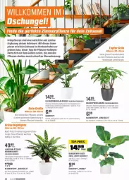 Gazetka promocyjna Obi - Prospekte - Gazetka - ważna od 15.05 do 15.05.2022 - strona 36 - produkty: aqua, Bad, banane, bananen, Bank, Bau, blume, blumen, eis, Elefant, elle, fenster, fensterbank, Germ, Grünpflanzen, korb, LG, mac, Pachira, pflanze, pflanzen, Pinsel, reis, ring, Schmuck, Thea, Ti, top-preis, topf, übertopf