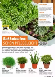 Gazetka promocyjna Obi - Prospekte - Gazetka - ważna od 15.05 do 15.05.2022 - strona 39 - produkty: aloe vera, dünger, eis, ente, erde, fleisch, Kaktee, Kraut, leine, mac, pflanze, pflanzen, Pflanztopf, Rauch, reis, rwe, Sukkulente, tee, Ti, topf, übertopf, wasser