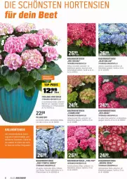 Gazetka promocyjna Obi - Prospekte - Gazetka - ważna od 15.05 do 15.05.2022 - strona 6 - produkty: auer, ball, Bau, Bauer, Blüte, Container, eis, hortensie, hydrangea, hydrangea macrophylla, Leuchte, leuchten, mac, pflanze, Pflanztopf, reis, Ti, top-preis, topf