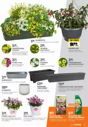 Gazetka promocyjna Obi - Prospekte - Gazetka - ważna od 15.05 do 15.05.2022 - strona 9 - produkty: blume, blumen, Blüte, eis, goldmarie, Kraut, LG, petunie, Rauch, reis, Ti, top-preis, topf, übertopf, zauberglöckchen