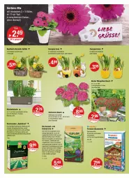 Gazetka promocyjna Vmarkt - V-Markt - Gazetka - ważna od 13.04 do 13.04.2022 - strona 24 - produkty: auer, Bau, bio, blume, blumen, blumenerde, Blüte, dünger, erde, Gerber, gin, Holz, hortensie, hortensien, hydrangea, hydrangea macrophylla, kräuter, kräutern, küche, Küchen, mac, pflanze, pflanzen, rasen, rasensamen, rosmarin, Spezi, spitzenqualität, Ti, topf, übertopf, WICK, ZTE