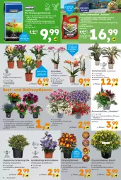 Gazetka promocyjna - Gazetka - ważna od 05.07 do 05.07.2025 - strona 6 - produkty: auer, ball, Begonia, bio, blume, Blüte, chia, chrysanthemen, erde, korb, Kraut, orchidee, phalaenopsis, Ria, ring, sac, Thea, Ti, Tiere, topf, wasser