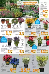 Gazetka promocyjna  - Gazetka - ważna od 05.07 do 05.07.2025 - strona 7 - produkty: beispielabbildung, blume, blumen, Blumenstrauß, Blüte, Echinacea, eis, elle, Garten, Gerber, Hauswurz, hortensie, hydrangea, hydrangea macrophylla, Hydrangea paniculata, käfer, lavendel, mac, rosen, Sempervivum, stauden, Ti, topf
