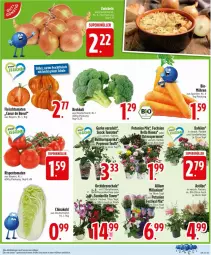 Gazetka promocyjna Edeka - Prospekte - Gazetka - ważna od 31.05 do 31.05.2025 - strona 7 - produkty: asti, bio, brokkoli, dahlie, eis, fleisch, frucht, fruchtfleisch, gurke, K2, möhren, orchidee, orchideen, paprika, petunie, petunien, pflanze, pflanzen, rispentomaten, Schal, Schale, snack, Ti, tomate, tomaten, topf