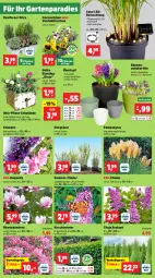Gazetka promocyjna Thomas Philipps - Gazetka - ważna od 05.04 do 05.04.2024 - strona 2 - produkty: akku, beleuchtung, blume, blumen, eis, flieder, Garten, Holz, kirsch, Konifere, leds, Narzissen, pflanze, pflanzen, reis, Ti, topf, übertopf, vita, vorteilspreis, wedel, zwiebel