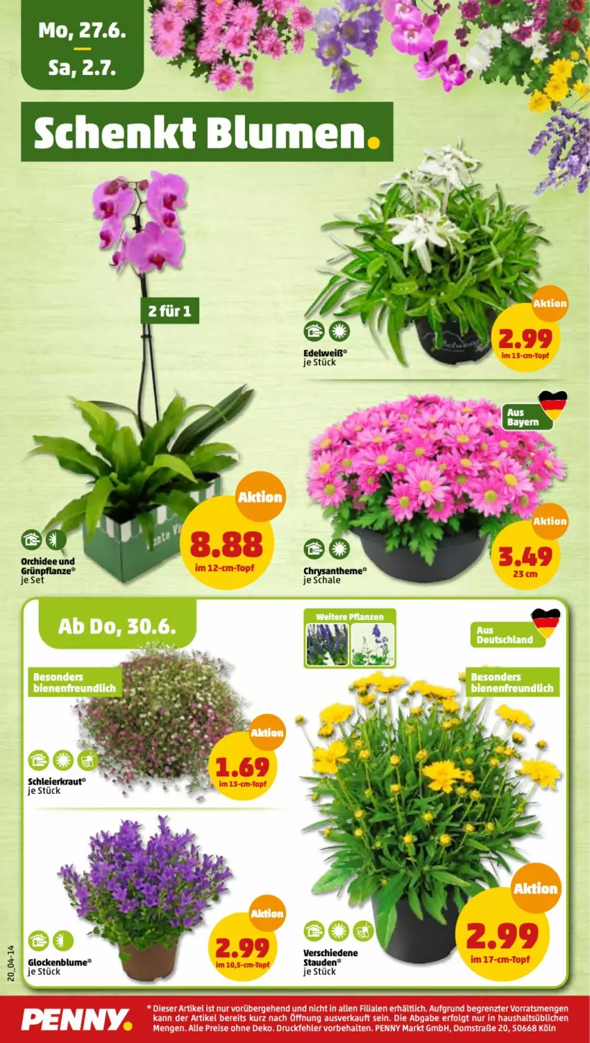 Aktueller Prospekt Penny - Prospekte - von 27.06 bis 02.07.2022 - strona 20 - produkty: blume, eier, Kraut, Schal, Schale, stauden