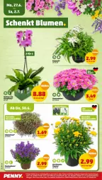 Gazetka promocyjna Penny - Prospekte - Gazetka - ważna od 02.07 do 02.07.2022 - strona 20 - produkty: blume, eier, Kraut, Schal, Schale, stauden