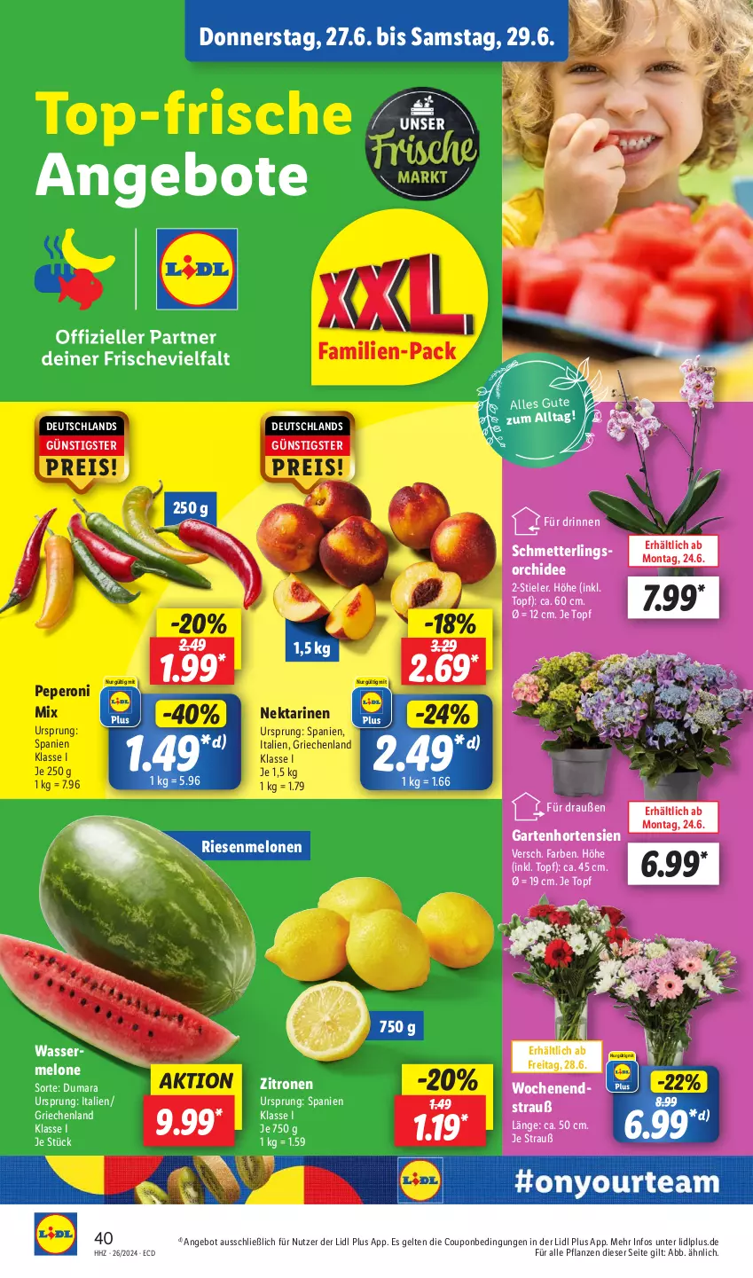 Aktueller Prospekt Lidl - Aktionsprospekt - von 24.06 bis 29.06.2024 - strona 50 - produkty: angebot, angebote, coupon, eis, Garten, hortensie, hortensien, melone, melonen, Mett, Nektar, nektarinen, orchidee, peperoni, Peroni, pflanze, pflanzen, reis, Schmetterling, schmetterlingsorchidee, Ti, topf, wasser, wassermelone, zitrone, zitronen