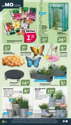 Gazetka promocyjna Netto - Woche 4 - Gazetka - ważna od 28.01 do 28.01.2023 - strona 18 - produkty: auer, blume, blumen, eis, Gewächshaus, hose, jeans, kleid, koffer, pflanze, pflanzen, Ria, Roller, Ti, tomate, tomaten, topf, übertopf, ZTE, zwiebel, zwiebeln