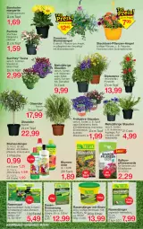 Gazetka promocyjna Jawoll - Prospekte - Gazetka - ważna od 22.04 do 22.04.2023 - strona 6 - produkty: balkonpflanzen, berliner, beutel, blume, blumen, Blumenampel, blumenerde, brie, dip, dünger, eimer, eis, erde, flasche, Garten, geranie, geranien, HP, kissen, Kraut, petunie, petunien, pflanze, pflanzen, rasen, rasendünger, rasensamen, Ria, ritter, sac, Sport, stauden, Ti, topf, wasser, zauberglöckchen