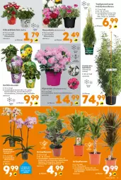Gazetka promocyjna  - Gazetka - ważna od 21.03 do 21.03.2026 - strona 3 - produkty: apfel, balsam, bambus, Bau, blume, Blüte, fenster, frucht, Garten, Konifere, korb, lamm, orchidee, phalaenopsis, stauden, topf