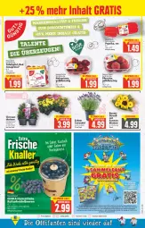 Gazetka promocyjna E Center - Angebote der Woche - Gazetka - ważna od 23.07 do 23.07.2022 - strona 3 - produkty: beere, beeren, beutel, blume, blumen, deka, eimer, eis, fleisch, heidelbeere, heidelbeeren, kuchen, lavendel, Nektar, nektarinen, paprika, pfirsich, pfirsiche, pflanze, Schal, Schale, tafeläpfel, Ti, topf