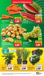 Gazetka promocyjna Lidl - Aktionsprospekt - Gazetka - ważna od 05.08 do 05.08.2023 - strona 9 - produkty: bio, chrysanthemen, discount, eis, elle, Frühkartoffeln, kartoffel, kartoffeln, melone, möhren, monster, Monstera, pflanze, pflanzen, speisefrühkartoffeln, Ti, topf, trauben, wasser, wassermelone