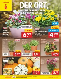 Gazetka promocyjna Netto Marken-Discount - Filial-Angebote - Gazetka - ważna od 23.09 do 23.09.2023 - strona 8 - produkty: Alpenveilchen, bestpreis, chrysanthemen, eis, ente, frucht, Garten, Kalanchoe, kerze, korb, Kraut, Kürbis, ndk, pflanze, pflanzen, reis, Schal, Schale, stauden, Sukkulente, Ti, topf