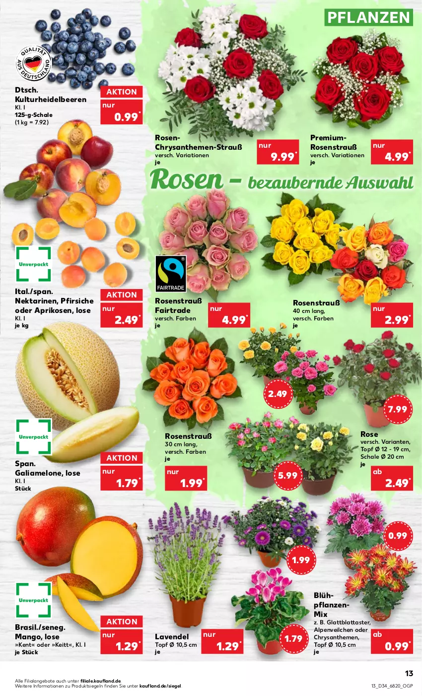 Aktueller Prospekt Kaufland - von 25.08 bis 31.08.2022 - strona 13 - produkty: Alpenveilchen, angebot, angebote, aprikose, aprikosen, beere, beeren, chrysanthemen, galiamelone, heidelbeere, heidelbeeren, HP, lavendel, mango, melone, Nektar, nektarinen, pfirsich, pfirsiche, pfirsiche oder, pflanze, pflanzen, Ria, rosen, Rosenstrauß, Schal, Schale, Ti, topf