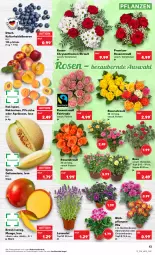 Gazetka promocyjna Kaufland - Gazetka - ważna od 31.08 do 31.08.2022 - strona 13 - produkty: Alpenveilchen, angebot, angebote, aprikose, aprikosen, beere, beeren, chrysanthemen, galiamelone, heidelbeere, heidelbeeren, HP, lavendel, mango, melone, Nektar, nektarinen, pfirsich, pfirsiche, pfirsiche oder, pflanze, pflanzen, Ria, rosen, Rosenstrauß, Schal, Schale, Ti, topf