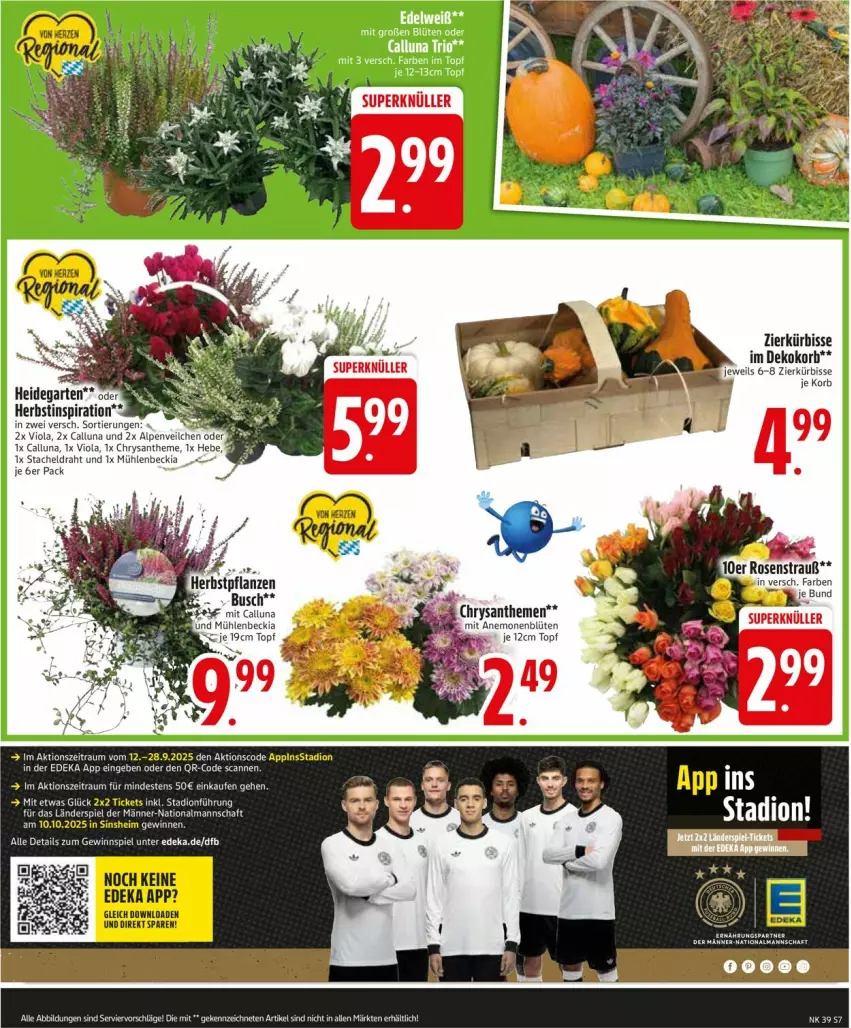 Aktueller Prospekt Edeka - Prospekte - von 22.09 bis 27.09.2025 - strona 9 - produkty: Alpenveilchen, Blüte, chrysanthemen, deka, Draht, Garten, gewinnspiel, korb, Kürbis, LG, Ti, topf