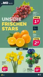 Gazetka promocyjna Netto - Woche 8 - Gazetka - ważna od 24.02 do 24.02.2024 - strona 2 - produkty: Narzissen, orange, orangen, Primeln, Ti, trauben