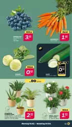Gazetka promocyjna Netto - Woche 8 - Gazetka - ważna od 24.02 do 24.02.2024 - strona 3 - produkty: aloe vera, beere, beeren, Bundmöhren, eis, gurke, heidelbeere, heidelbeeren, kohlrabi, korb, möhren, monster, Monstera, pflanze, reis