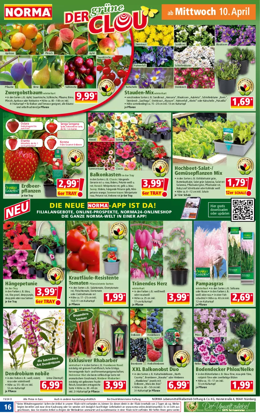 Aktueller Prospekt Norma - Norma - von 08.04 bis 15.04.2024 - strona 16 - produkty: angebot, angebote, apfel, aprikose, auer, Bau, Bebe, beere, blume, Blüte, brie, brombeere, brot, butter, cocktail, decke, Eichblattsalat, eier, eis, elle, ente, erdbeere, Erdbeerpflanze, fleisch, frucht, fruchtfleisch, Garten, geranie, gin, heidelbeere, himbeer, himbeere, holsteiner, kirsch, kirsche, kissen, kohlrabi, kopfsalat, Kraut, kulturtopf, lebensmittel, mac, ndk, Nektar, obst, orange, petunie, pfirsich, pflanze, pflanzen, pflaume, pril, reis, rhabarber, Ria, rwe, salat, Schal, Schale, stauden, steiner, Ti, tisch, tomate, tomaten, topf, übertopf