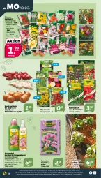 Gazetka promocyjna Netto - Woche 11 - Gazetka - ważna od 18.03 do 18.03.2023 - strona 12 - produkty: auer, blume, blumen, dahlie, dünger, eis, erde, Gladiolen, Kraut, latte, orchidee, orchideen, Orchideenerde, reis, Schal, Schalotte, stauden, teppich, Ti, wasser, ZTE, zwiebel, zwiebeln