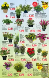Gazetka promocyjna Jawoll - Prospekte - Gazetka - ważna od 18.06 do 18.06.2022 - strona 6 - produkty: blume, blumen, Blumenampel, calibrachoa, Container, eier, eis, Engel, ente, geranie, HP, Kraut, oreo, Pelargonium, petunie, petunien, pflanze, pflanzen, rosen, stauden, Ti, topf, wasser, zauberglöckchen