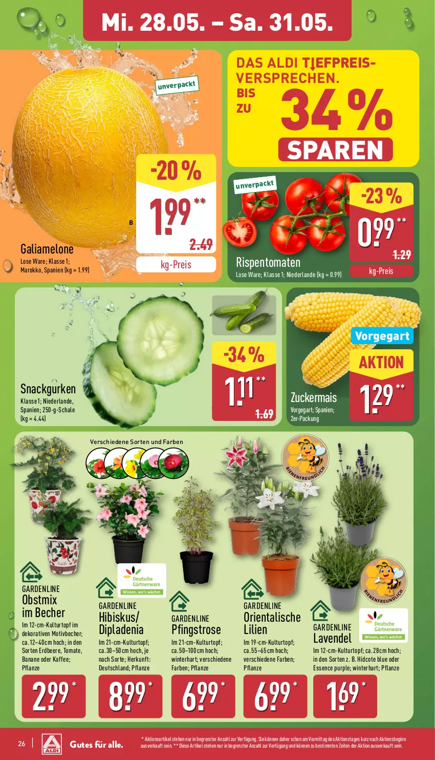 Aktueller Prospekt Aldi Nord - Von Montag - von 26.05 bis 31.05.2025 - strona 28 - produkty: aldi, banane, Becher, beere, dip, dipladenia, eis, erdbeere, galiamelone, gin, gurke, gurken, kaffee, kulturtopf, lavendel, mais, melone, obst, pflanze, reis, rispentomaten, Schal, Schale, snack, Ti, tomate, tomaten, topf, ZTE, zucker, zuckermais