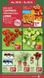 Gazetka promocyjna Aldi Nord - Von Montag - Gazetka - ważna od 02.11 do 02.11.2024 - strona 3 - produkty: aldi, angebot, cocktail, eis, ente, gin, kartoffel, kartoffeln, kulturtopf, LG, pflanze, pflanzen, reis, Ria, rispentomaten, rosen, Rosenkohl, sac, Schal, Schale, speisekartoffeln, Sukkulente, Ti, tomate, tomaten, topf, Tüte, Vase, ZTE, zwiebel, zwiebeln