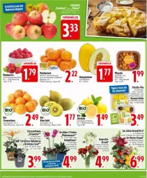 Gazetka promocyjna Edeka - Prospekte - Gazetka - ważna od 02.11 do 02.11.2024 - strona 7 - produkty: ananas, Ananasstücke, beere, beeren, bio, Blüte, clementinen, eis, elle, himbeer, himbeere, himbeeren, honig, honigmelone, kiwi, Kiwi Gold, mandarine, mandarinen, melone, orchidee, pflanze, phalaenopsis, Physalis, reis, rosen, Schal, Schale, Ti, topf, trauben, zitrone, zitronen