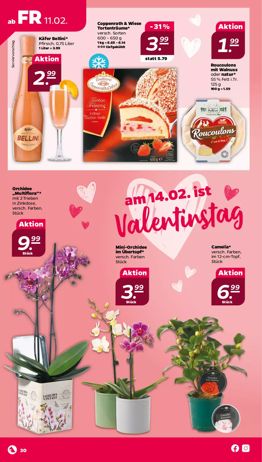 Aktueller Prospekt Netto - Angebote ab Montag - von 07.02 bis 12.02.2022 - strona 30 - produkty: camelia, coppenrath, käfer, natur, nuss, orchidee, pfirsich, Ti, topf, torte, übertopf, walnuss