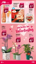 Gazetka promocyjna Netto - Angebote ab Montag - Gazetka - ważna od 12.02 do 12.02.2022 - strona 30 - produkty: camelia, coppenrath, käfer, natur, nuss, orchidee, pfirsich, Ti, topf, torte, übertopf, walnuss