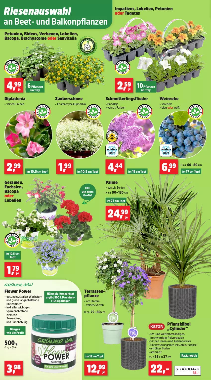 Aktueller Prospekt Thomas Philipps - von 05.05 bis 10.05.2025 - strona 5 - produkty: balkonpflanzen, Blüte, dip, dipladenia, dünger, flieder, flüssigdünger, geranie, geranien, hama, Lobelie, Mett, petunie, petunien, pflanze, pflanzen, salz, Schmetterling, Ti, topf, vita, wein