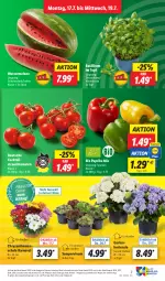 Gazetka promocyjna Lidl - Aktionsprospekt - Gazetka - ważna od 22.07 do 22.07.2023 - strona 7 - produkty: angebot, basilikum, bio, chrysanthemen, cocktail, coupon, discount, Garten, hortensie, melone, paprika, paprika mix, pflanze, pflanzen, Rauch, Schal, Schale, Sempervivum, strauchtomaten, Ti, tomate, tomaten, topf, wasser, wassermelone