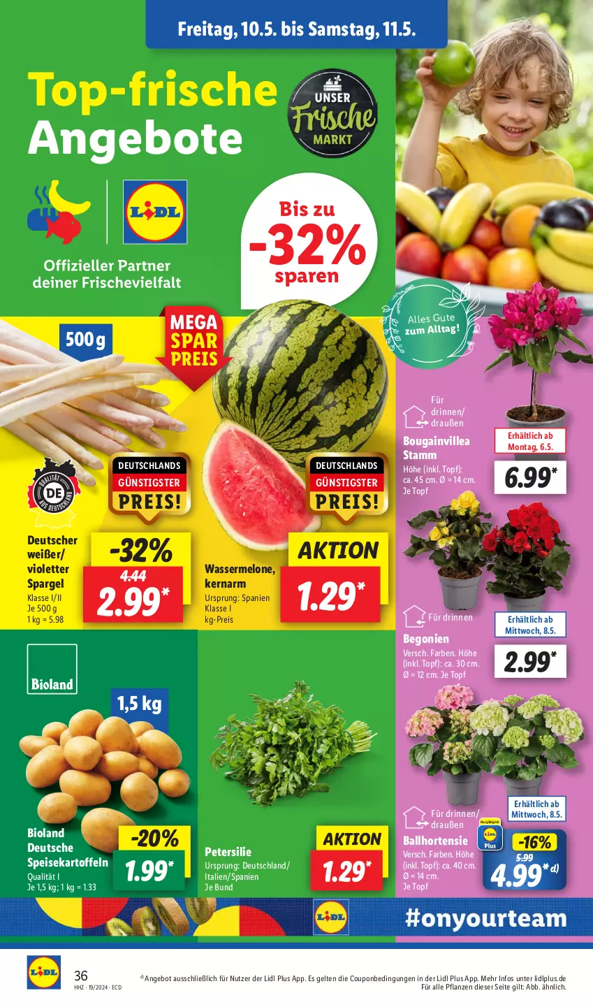 Aktueller Prospekt Lidl - Aktionsprospekt - von 06.05 bis 11.05.2024 - strona 44 - produkty: angebot, angebote, ball, Begonie, bio, bioland, Bon Gelati, coupon, eis, hortensie, kartoffel, kartoffeln, melone, petersilie, pflanze, pflanzen, reis, sandwich, spargel, speisekartoffeln, Ti, topf, wasser, wassermelone