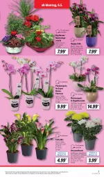 Gazetka promocyjna Lidl - Aktionsprospekt - Gazetka - ważna od 11.05 do 11.05.2024 - strona 3 - produkty: angebot, eis, Kugel, mam, orchidee, orchideen, pflanze, pflanzen, phalaenopsis, reis, Schal, Schale, Ti, topf, ZTE