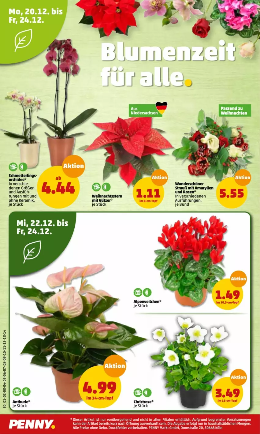 Aktueller Prospekt Penny - Prospekte - von 20.12 bis 25.12.2021 - strona 30 - produkty: Alpenveilchen, LG, Mett, orchidee, rosen, sac, Schmetterling, uhd, weihnachten, Weihnachtsstern