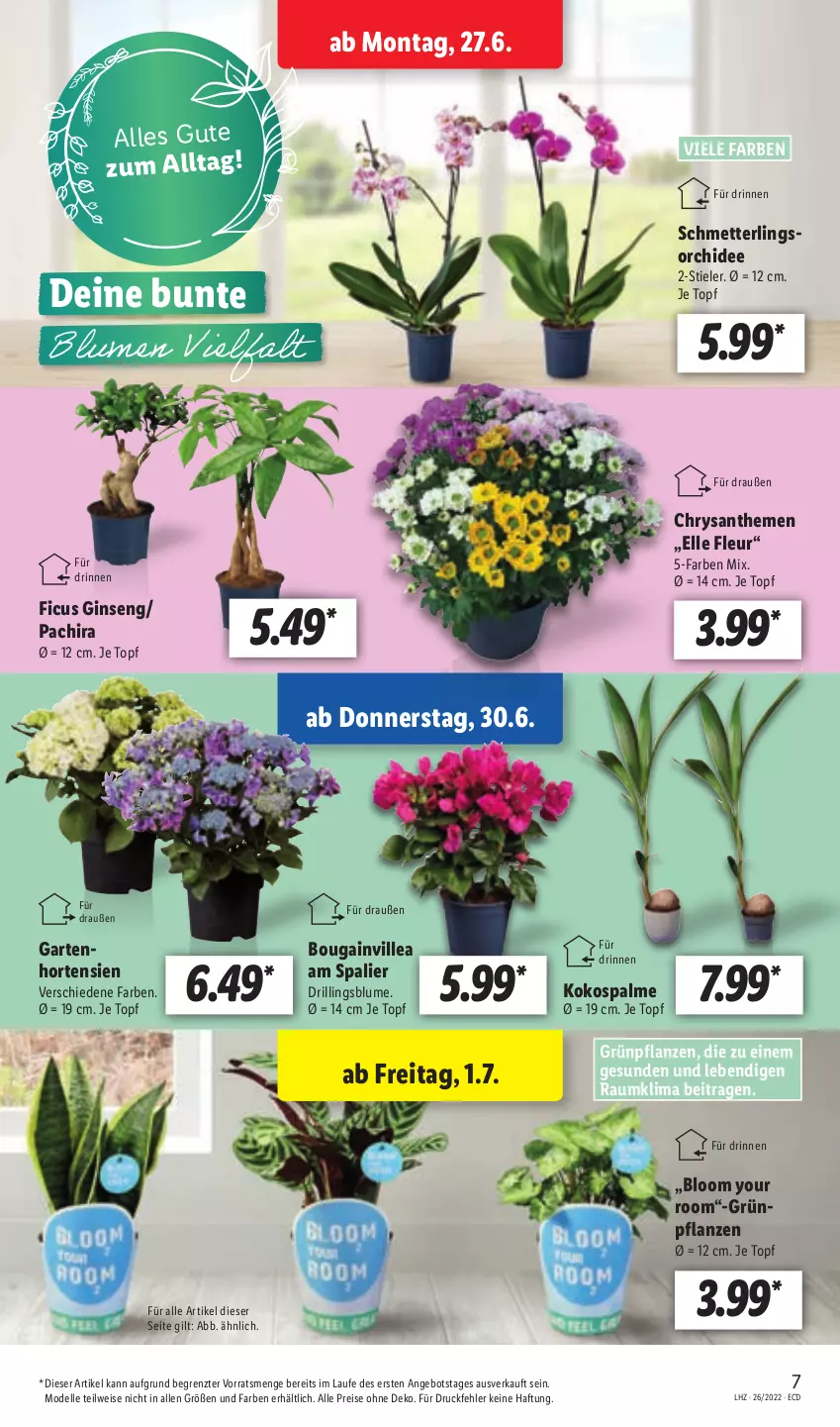 Aktueller Prospekt Lidl - Aktionsprospekt - von 27.06 bis 02.07.2022 - strona 7 - produkty: angebot, blume, chrysanthemen, dell, eis, elle, Ficus, Garten, gin, Grünpflanzen, hortensie, hortensien, kokos, Mett, Mode, orchidee, Pachira, pflanze, pflanzen, reis, Schmetterling, schmetterlingsorchidee, Ti, topf, Yo, ZTE