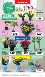 Gazetka promocyjna Lidl - Aktionsprospekt - Gazetka - ważna od 02.07 do 02.07.2022 - strona 7 - produkty: angebot, blume, chrysanthemen, dell, eis, elle, Ficus, Garten, gin, Grünpflanzen, hortensie, hortensien, kokos, Mett, Mode, orchidee, Pachira, pflanze, pflanzen, reis, Schmetterling, schmetterlingsorchidee, Ti, topf, Yo, ZTE