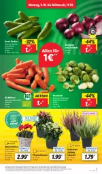 Gazetka promocyjna Lidl - Aktionsprospekt - Gazetka - ważna od 14.10 do 14.10.2023 - strona 5 - produkty: Alpenveilchen, angebot, bio, chrysanthemen, discount, eis, gurke, gurken, Heidekraut, henkel, korb, Kraut, kulturtopf, LG, möhren, pflanze, pflanzen, reis, rosen, Rosenkohl, Rote Zwiebel, snack, Ti, topf, ZTE, zwiebel, zwiebeln