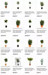 Gazetka promocyjna Obi - Prospekte - Gazetka - ważna od 11.10 do 11.10.2023 - strona 11 - produkty: Bau, citrus, limo, olive, oliven, orange, orangen, Ti, topf, zitrone, zitronen