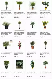 Gazetka promocyjna Obi - Prospekte - Gazetka - ważna od 11.10 do 11.10.2023 - strona 12 - produkty: Bau, citrus, dip, Garten, kokos, olive, oliven, Ti, topf