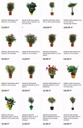 Gazetka promocyjna Obi - Prospekte - Gazetka - ważna od 11.10 do 11.10.2023 - strona 13 - produkty: citrus, dip, lachs, olive, oliven, Ti, topf