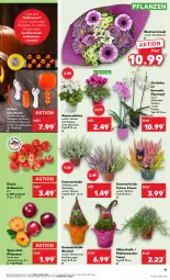 Gazetka promocyjna Kaufland - Prospekt - Gazetka - ważna od 16.10 do 16.10.2024 - strona 17 - produkty: Alpenveilchen, angebot, angebote, batterie, beere, beeren, Draht, eis, erdbeere, erdbeeren, Kürbis, orchidee, pflanze, pflanzen, pflaume, pflaumen, reis, rezept, rezepte, Ria, Schal, Schale, Ti, topf, topf ø 12 cm, übertopf, werkzeug, werkzeuge, Wichtel, ZTE