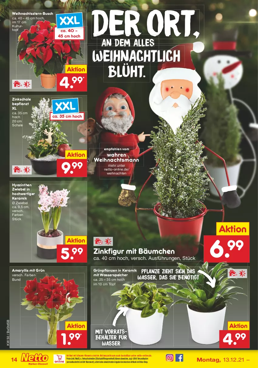 Aktueller Prospekt Netto Marken-Discount - Filial Angebote - von 13.12 bis 18.12.2021 - strona 14 - produkty: Behälter, eis, Grünpflanzen, kulturtopf, ndk, pflanze, pflanzen, reis, Schal, Schale, Ti, topf, versandkostenfrei, wasser, weihnachten, Weihnachtsstern, zwiebel