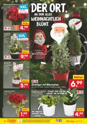 Gazetka promocyjna Netto Marken-Discount - Filial Angebote - Gazetka - ważna od 18.12 do 18.12.2021 - strona 14 - produkty: Behälter, eis, , Grünpflanzen, kulturtopf, ndk, pflanze, pflanzen, reis, Schal, Schale, Ti, topf, versandkostenfrei, wasser, weihnachten, Weihnachtsstern, zwiebel