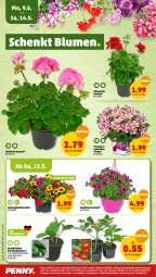 Gazetka promocyjna Penny - Prospekte - Gazetka - ważna od 14.05 do 14.05.2022 - strona 20 - produkty: elle, geranie, petunie, pflanze, pflanzen, rispentomaten, Spezi, tomate, tomaten, zauberglöckchen, ZTE, zucchini