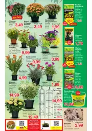 Gazetka promocyjna Jawoll - Prospekte - Gazetka - ważna od 23.07 do 23.07.2022 - strona 4 - produkty: angebot, auer, Bau, Bauer, blume, blumen, blumenerde, chrysanthemen, dahlie, dünger, eis, elle, erde, Garten, gartennelke, hortensie, hydrangea, Hydrangea paniculata, Kugel, LG, longlife, lumix, pflanze, pflanzen, pflanzerde, rasen, rasendünger, rind, ritter, sac, stauden, Ti, topf