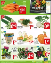 Gazetka promocyjna Edeka - Prospekte - Gazetka - ważna od 01.02 do 01.02.2025 - strona 7 - produkty: bio, gurke, kohlrabi, Kürbis, pasta, petersilie, Primeln, suppe, suppen, Ti, topf