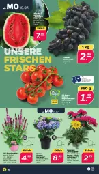 Gazetka promocyjna Netto - Woche 29 - Gazetka - ważna od 20.07 do 20.07.2024 - strona 2 - produkty: Coral, früchte, Garten, hortensie, lack, melone, minze, Rauch, rispentomaten, sac, stauden, tomate, tomaten, trauben, wasser, wassermelone